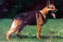 Small picture of V Aly vom Vordersteinwald